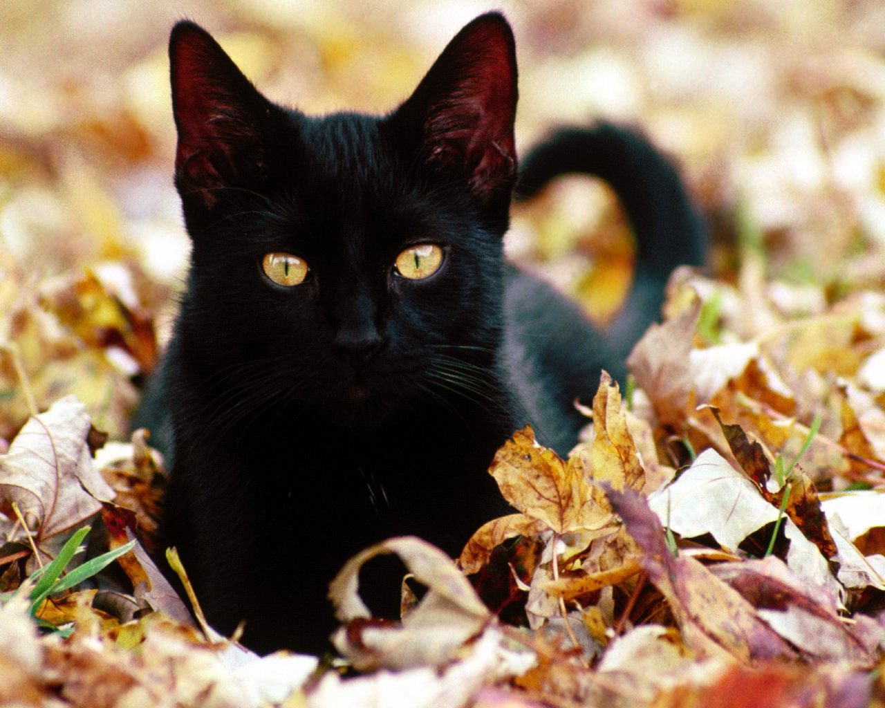 3d обои Чёрная кошка в осенней листве  листья # 50945