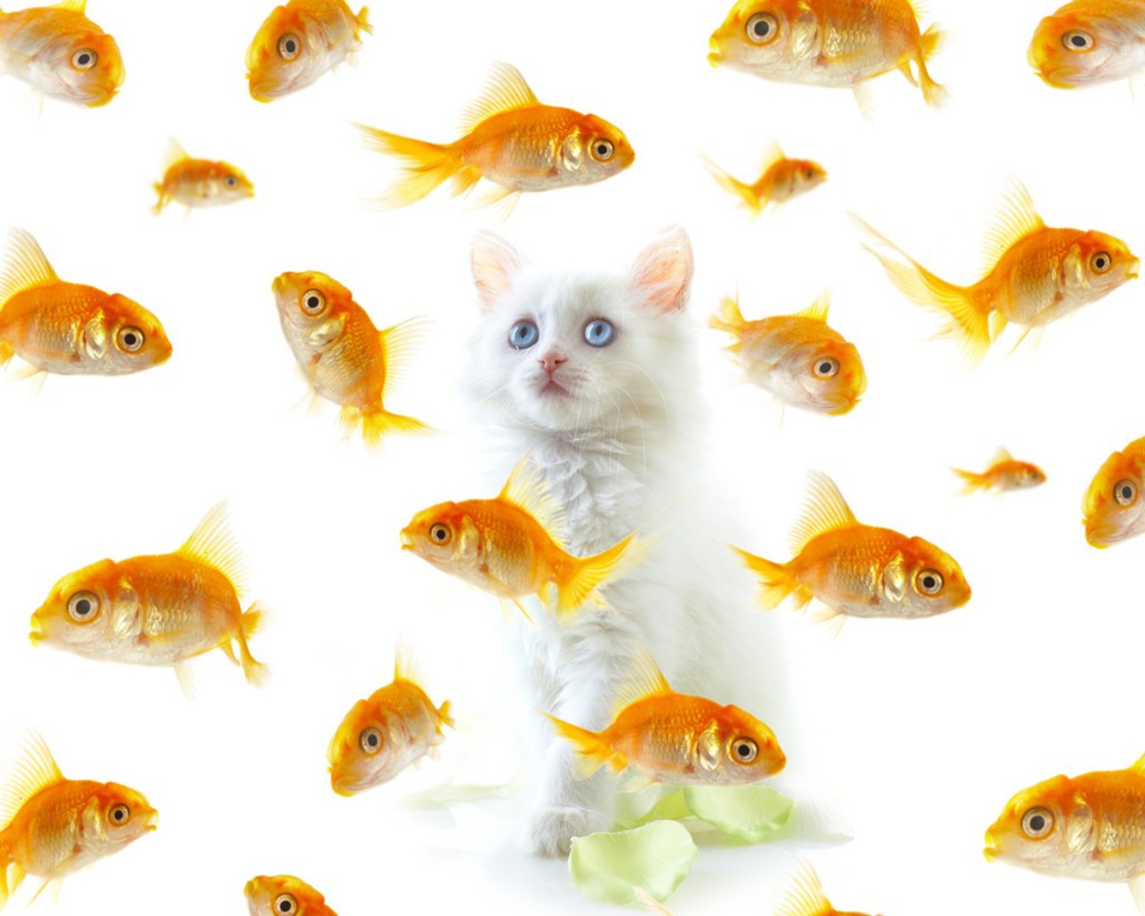 3d обои Котёнок удивлён такому количеству золотых рыбок  позитив # 68657