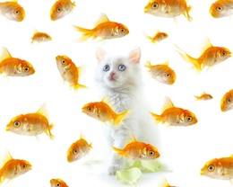 3d обои Котёнок удивлён такому количеству золотых рыбок  позитив