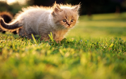 3d обои Маленький котёнок на траве  милые