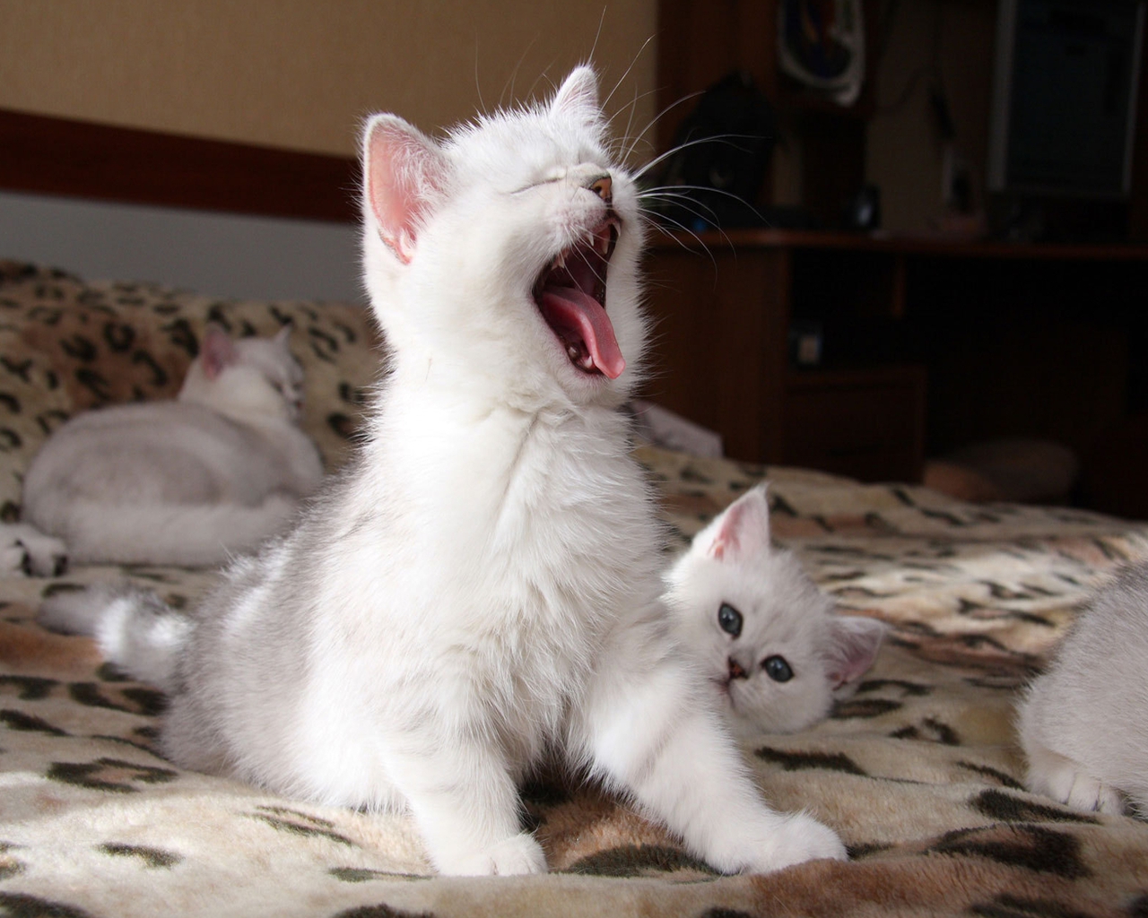 3d обои Белые котята, один из которых сладко зевает  смешные # 80247