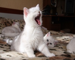 3d обои Белые котята, один из которых сладко зевает  смешные