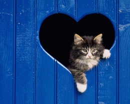 3d обои Кошка выглядывает из окна в форме сердечка  сердечки