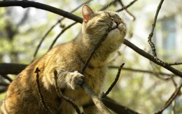 3d обои Кот на дереве грызет ветку  кошки
