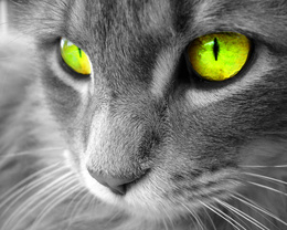 3d обои Красивые зелёные кошачьи глаза  макро