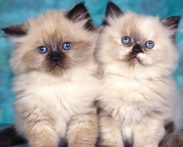 3d обои Пара симпатичных котят - персов  кошки