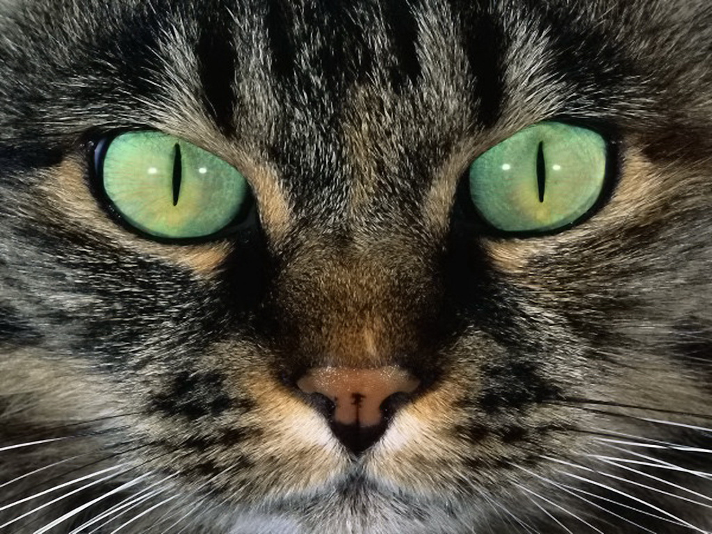 3d обои Зеленые глаза кошки  глаза # 23707