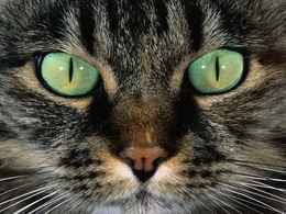 3d обои Зеленые глаза кошки  макро