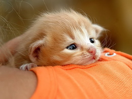 3d обои Малюсенький рыжий котёнок на плече  милые