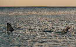 3d обои Собачка активно старается уплыть от преследующей ее акулы  собаки