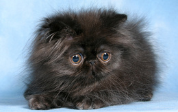 3d обои Персидский чёрный котенок  2560х1920