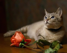3d обои Кошка и красная роза  позитив