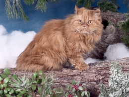 3d обои Рыжий персидский кот  листья