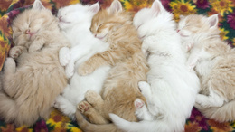3d обои Спят усталые котята  кошки