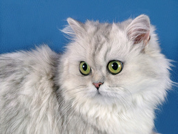 3d обои Красивая персидская кошка  кошки