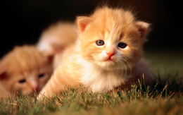 3d обои Рыжие персидские котята в траве  кошки