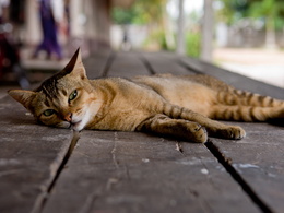 3d обои Кошка лежит на деревянной террасе  кошки
