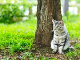 3d обои Котик сидит возле дерева на травке  кошки