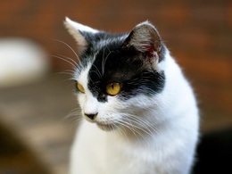 3d обои Чёрно-белый кот с жёлтыми глазами  кошки
