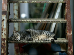 3d обои Кошка спит на лестнице  кошки