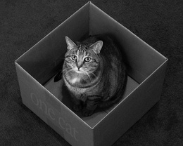 3d обои Кошка сидит в коробке под названием (one cat)  черно-белые