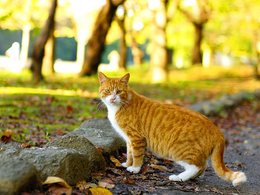 3d обои Рыжий кот гуляет по парку  листья