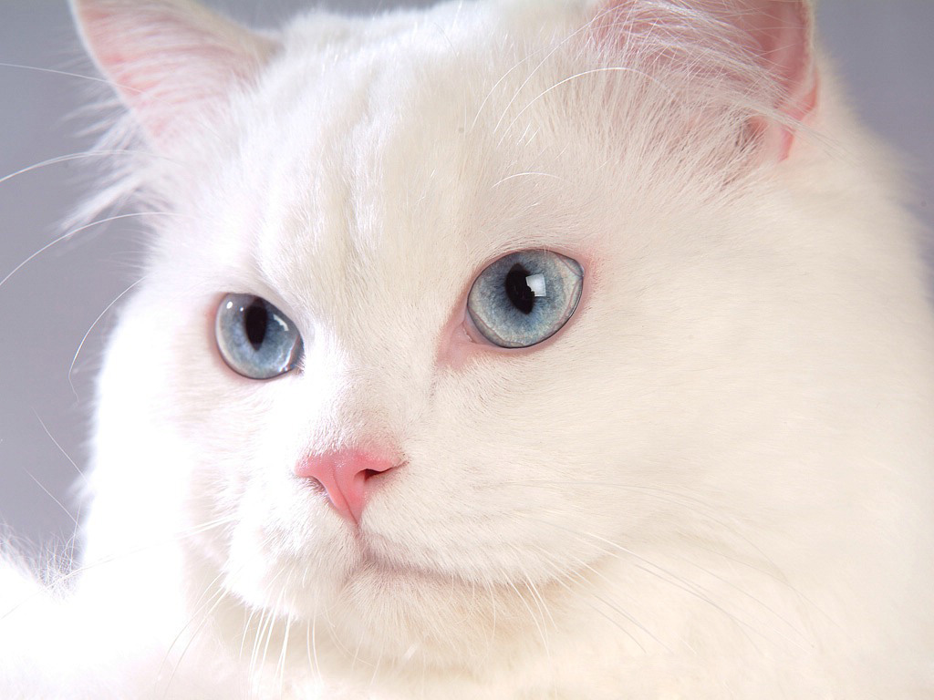 3d обои Белая кошка с голубыми глазами  глаза # 23705