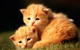 3d обои Милые котята греются на солнце  кошки