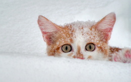 3d обои Рыжа-белый котёнок лежит в снегу  снег