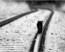 3d обои Черная кошка идет по железной дороге  грустные