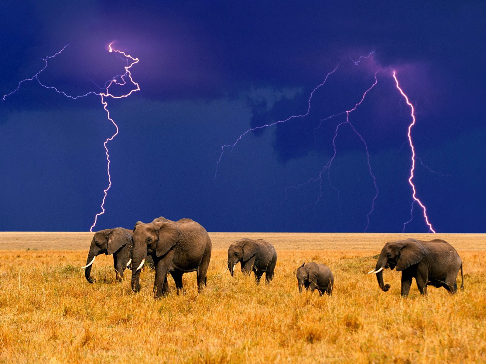 3d обои Слоны в саванне  слоны # 80117