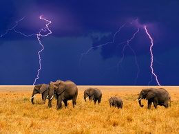 3d обои Слоны в саванне  слоны