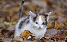 3d обои Котёнок гуляет по опавшей листве  листья