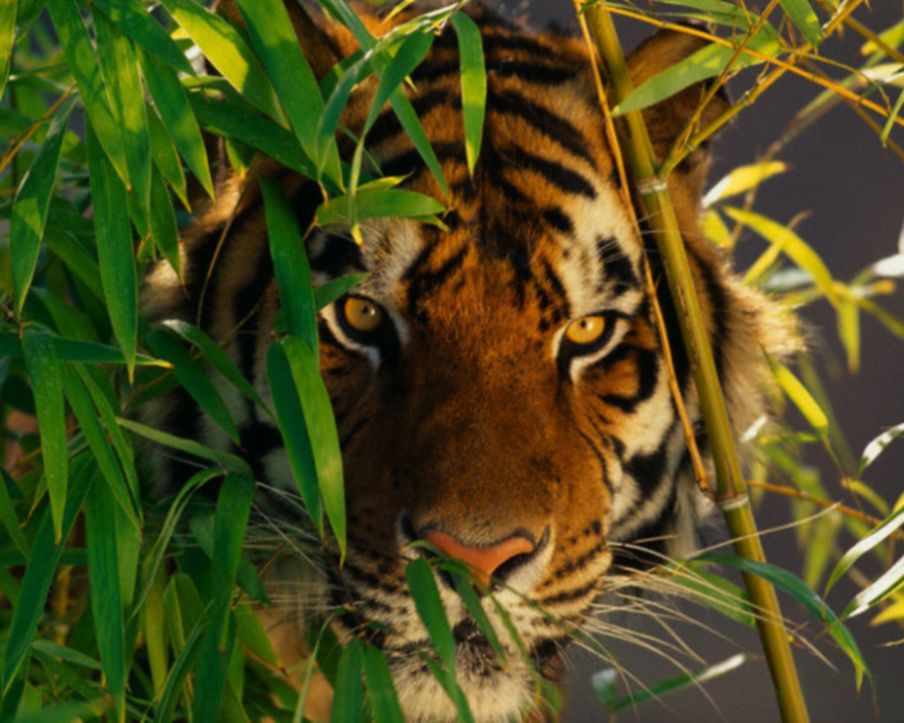 3d обои Тигр внимательно смотрит сквозь заросли  листья # 50938