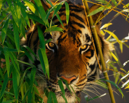 3d обои Тигр внимательно смотрит сквозь заросли  тигры