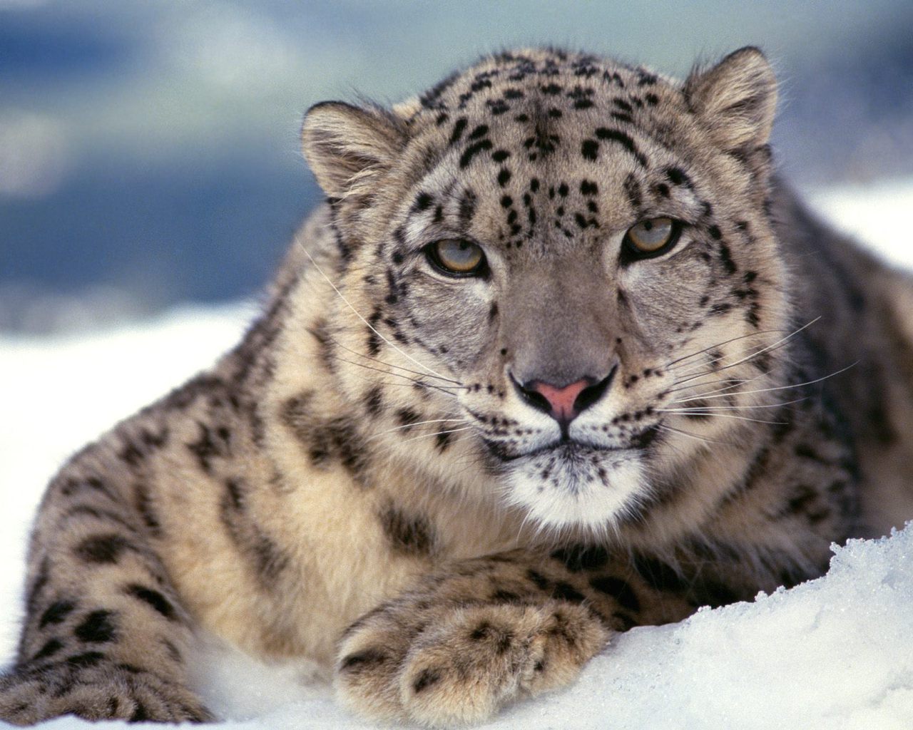 3d обои Ирбис или снежный леопард обитает в горных массивах Центральной Азии  леопарды # 49174