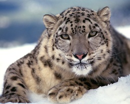 3d обои Ирбис или снежный леопард обитает в горных массивах Центральной Азии  леопарды