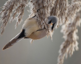 3d обои Птичка-усатая синица (лат. Panurus biarmicus) сидит на дереве  милые