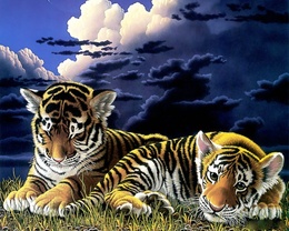 3d обои Тигрята готовятся отойти ко сну  ночь