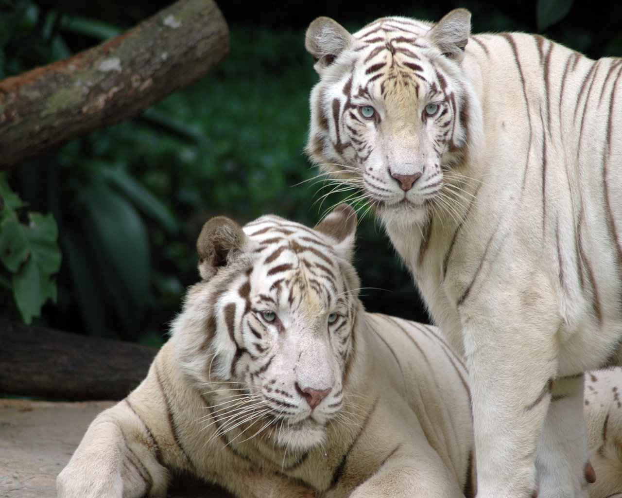 3d обои Пара белых тигров  тигры # 83289