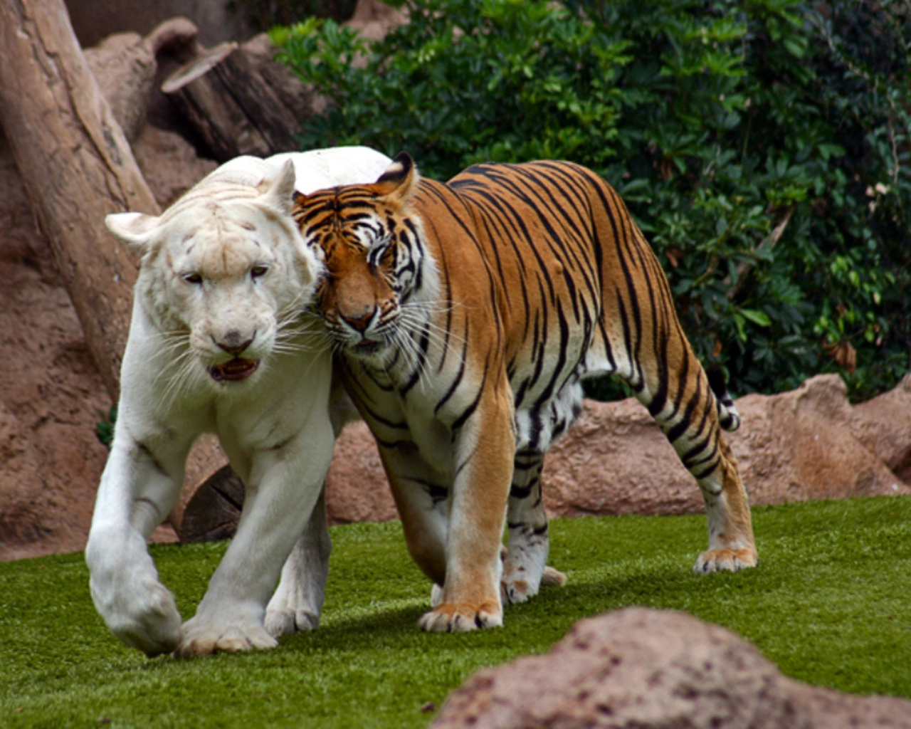 3d обои Мир и дружба тигров разных мастей  тигры # 83288