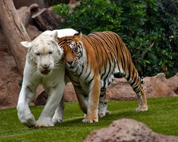 3d обои Мир и дружба тигров разных мастей  позитив
