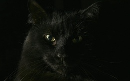 3d обои Черный кот  кошки