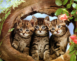 3d обои Три котёнка в окошке из старого пня  листья