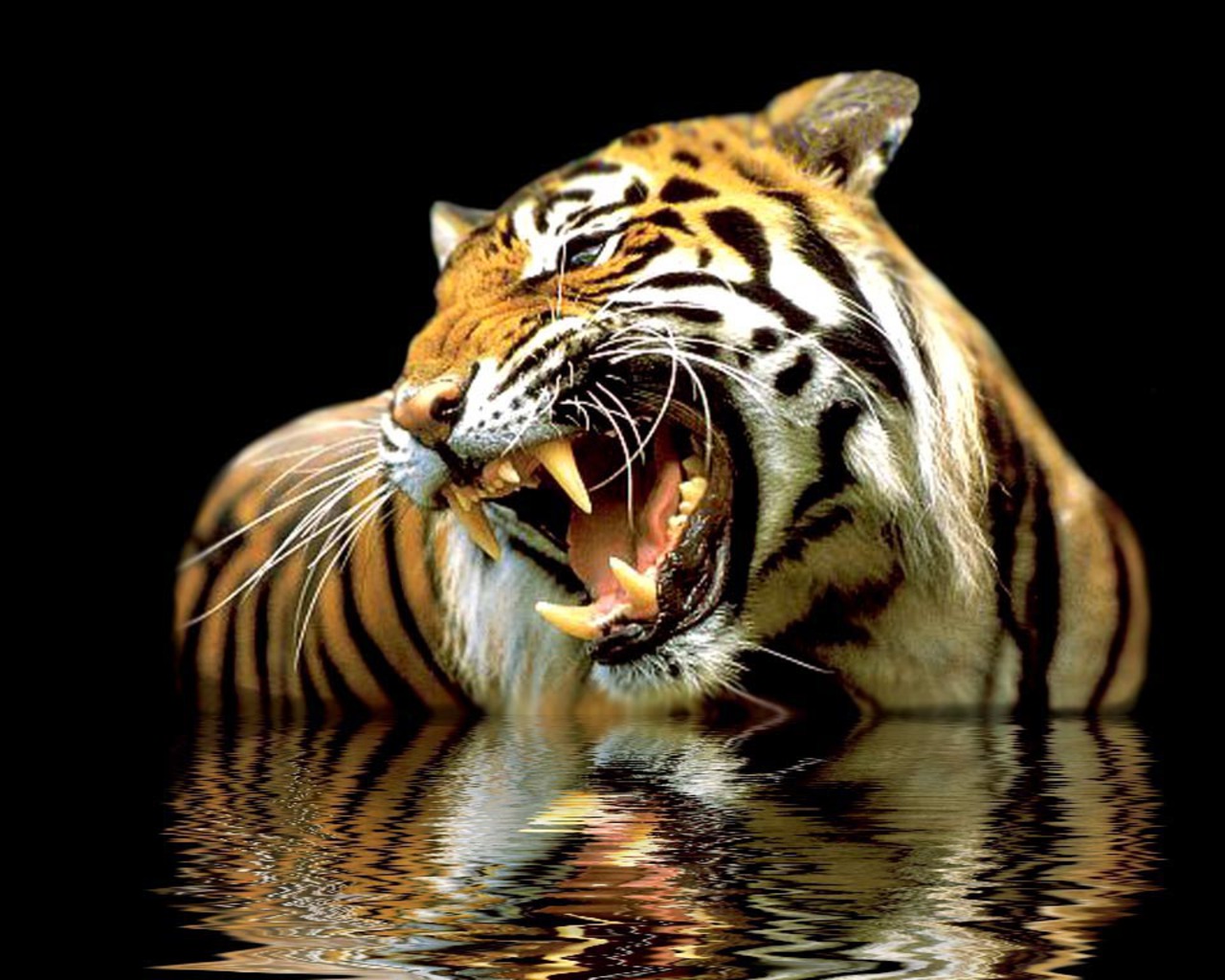 3d обои Тигр скалится купаясь в воде  тигры # 83286