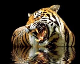 3d обои Тигр скалится купаясь в воде  тигры