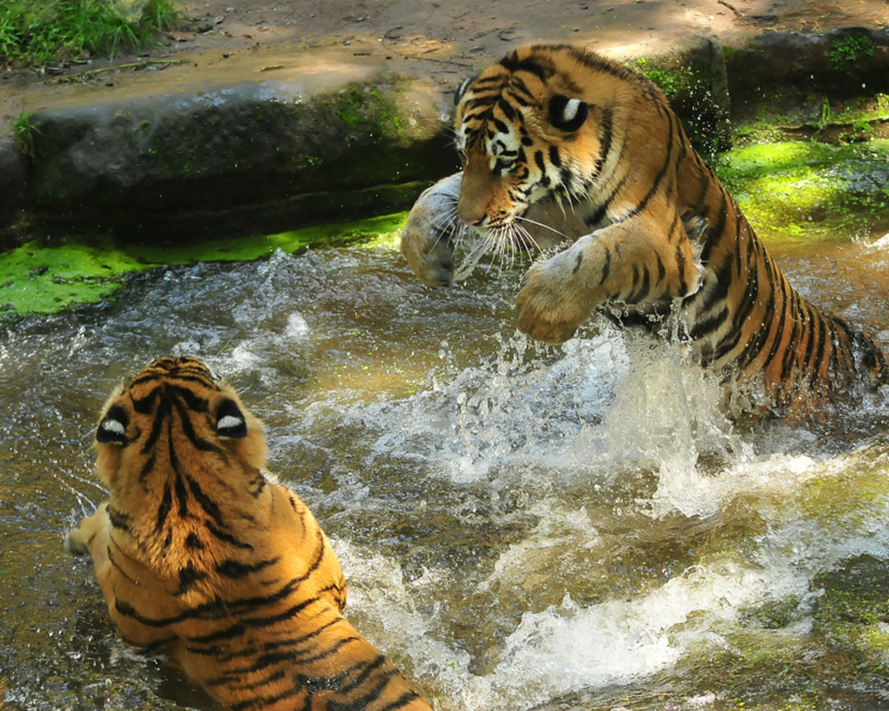 3d обои Купание  двух тигров  тигры # 83265