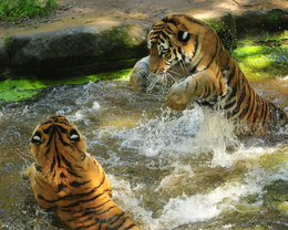 3d обои Купание  двух тигров  тигры