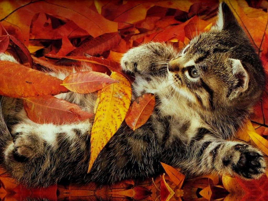 3d обои Котёнок в осенних листьях  листья # 50933