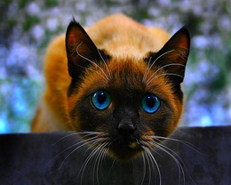 3d обои Красивый сиамский кот  кошки